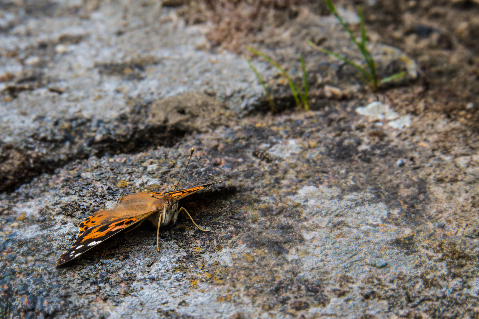 Schmetterling