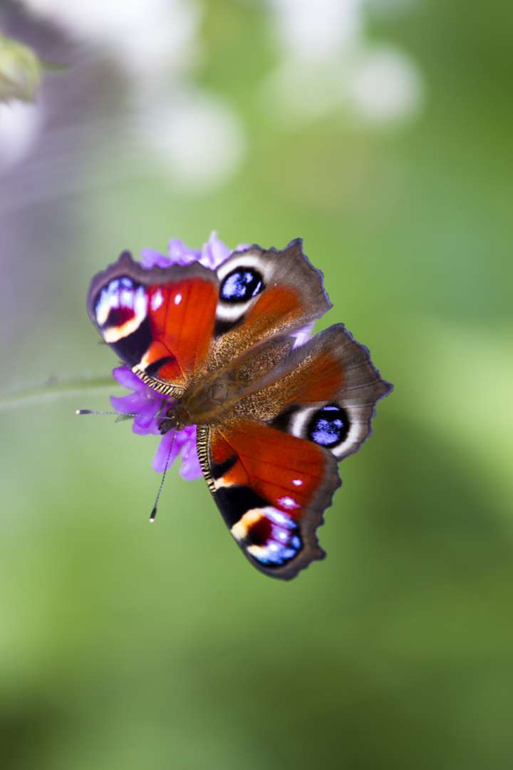 Schmetterling