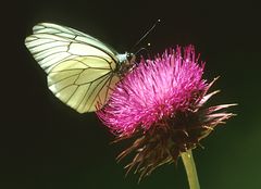 Schmetterling