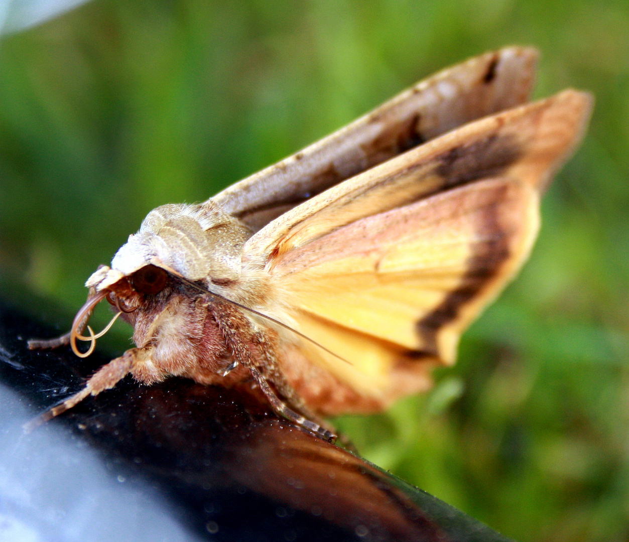 Schmetterling