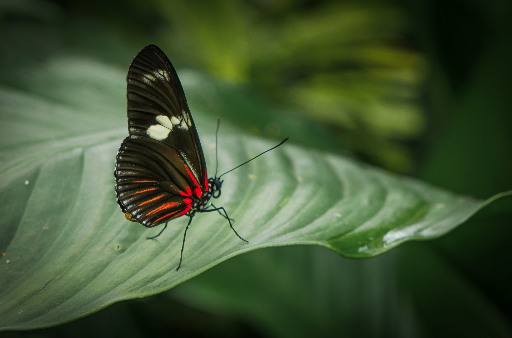 Schmetterling 