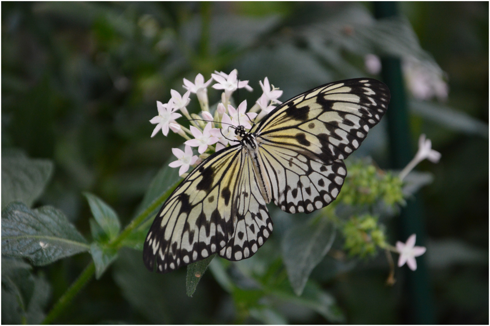 Schmetterling