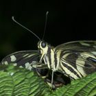 Schmetterling