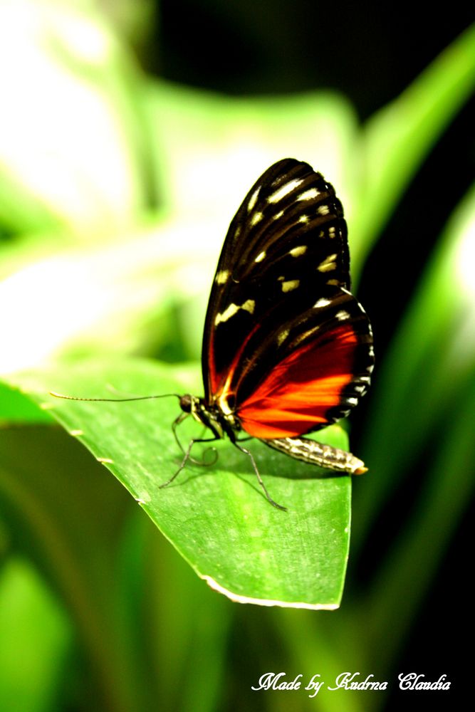 Schmetterling