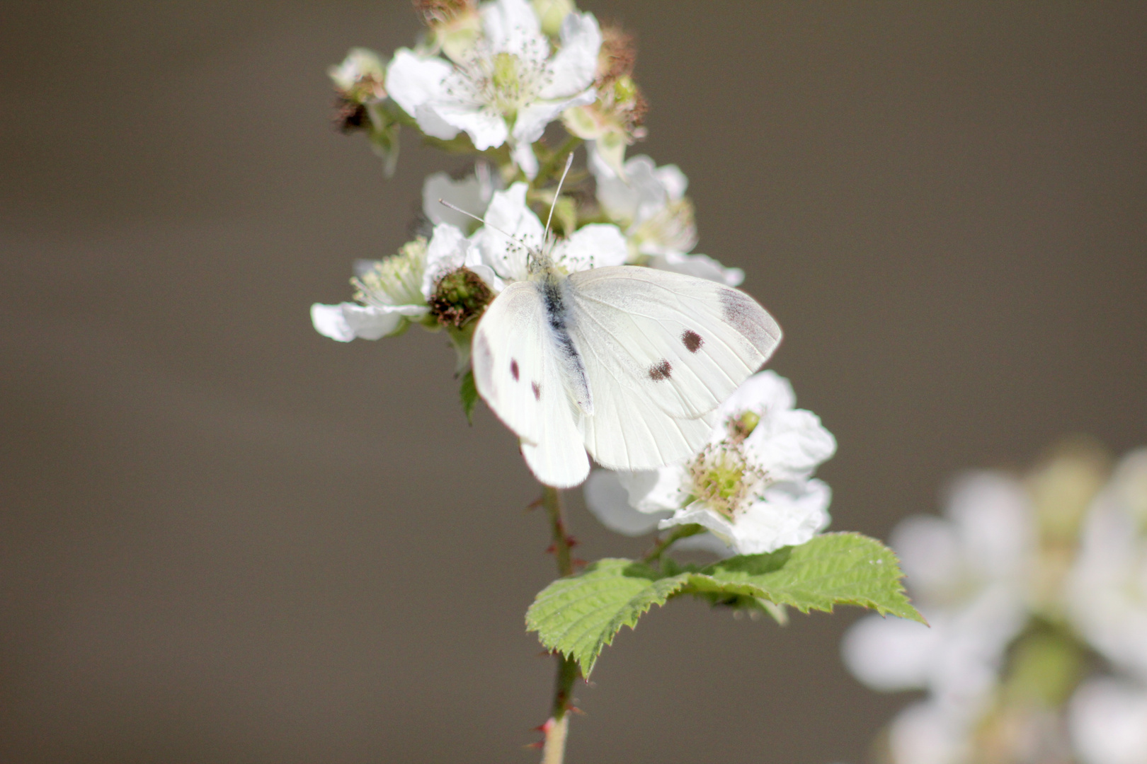 Schmetterling