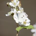 Schmetterling