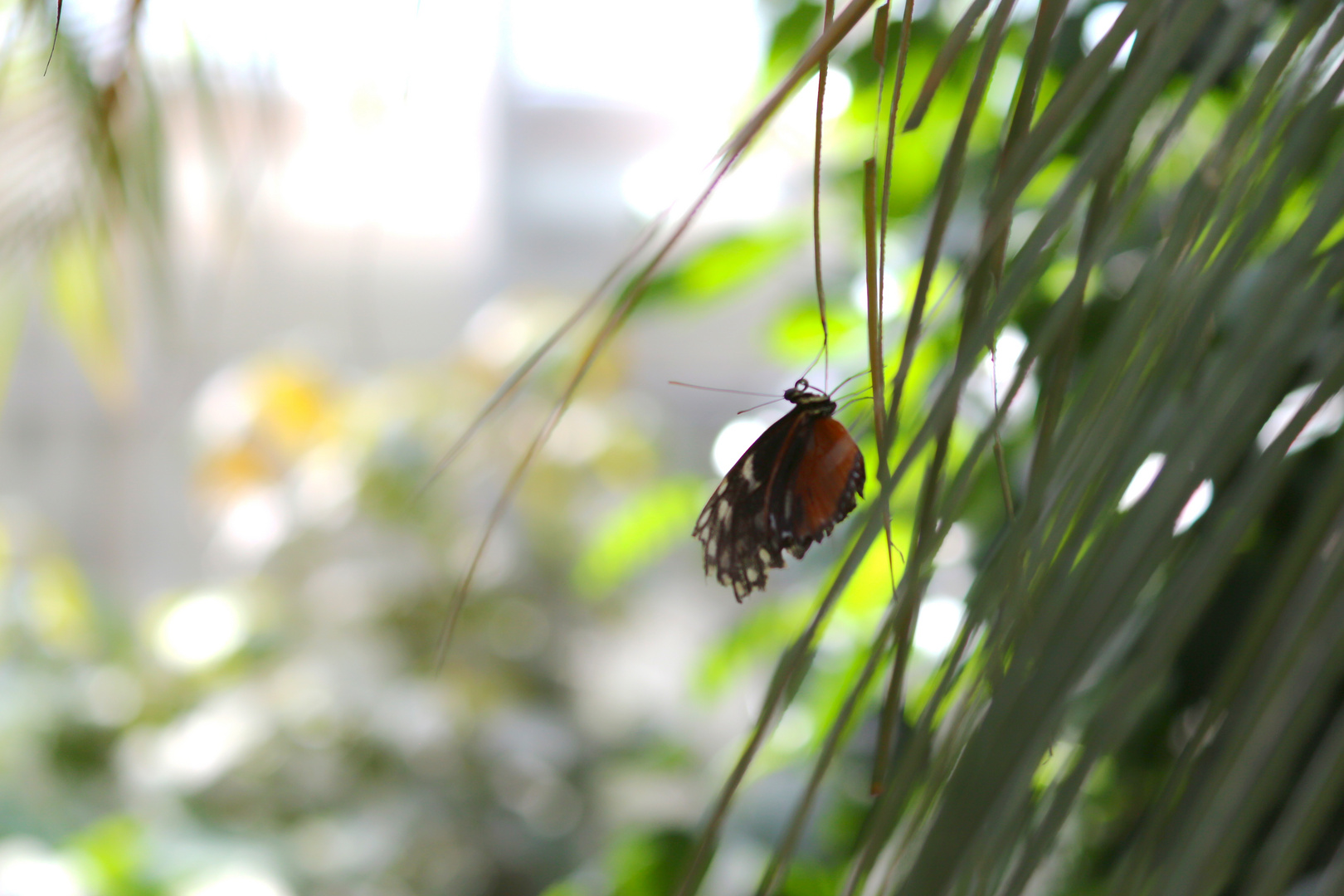 Schmetterling