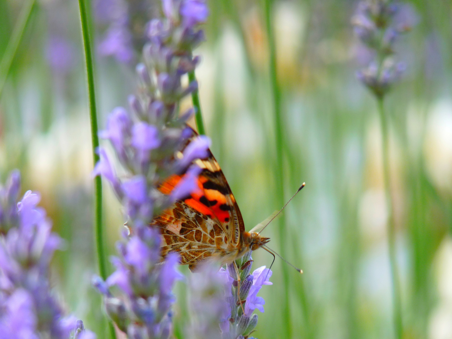 Schmetterling