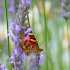 Schmetterling