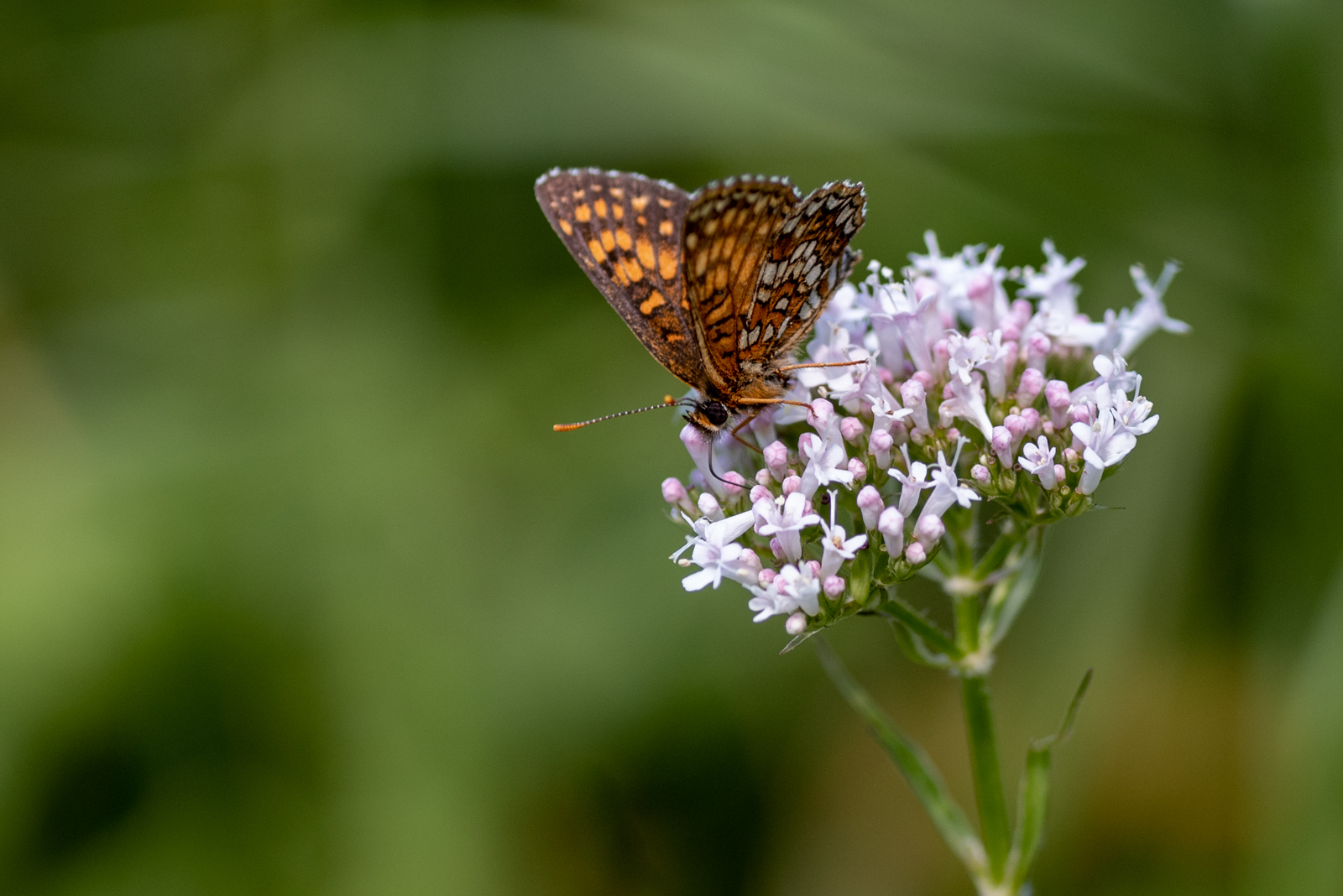 Schmetterling