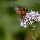 Schmetterling