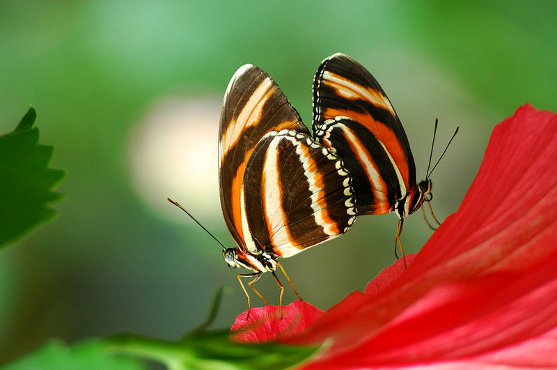 Schmetterling