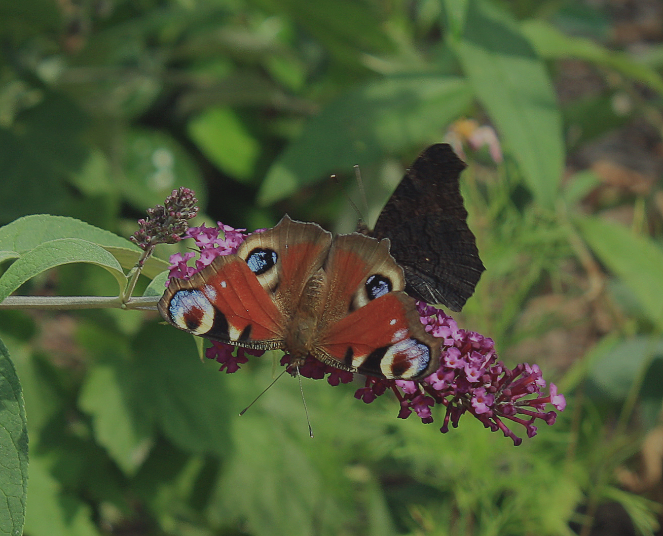 Schmetterling