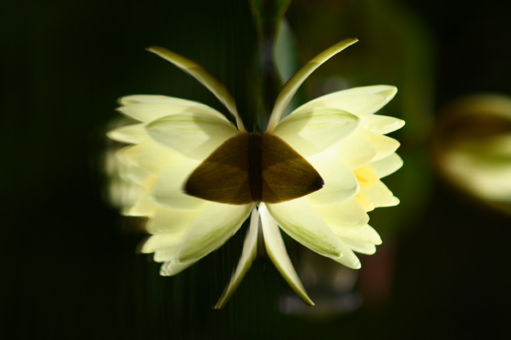 Schmetterling