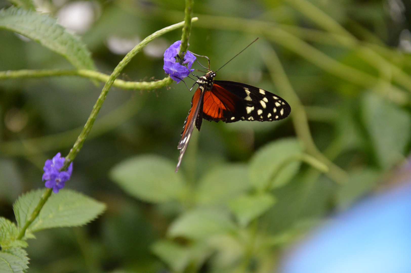 Schmetterling