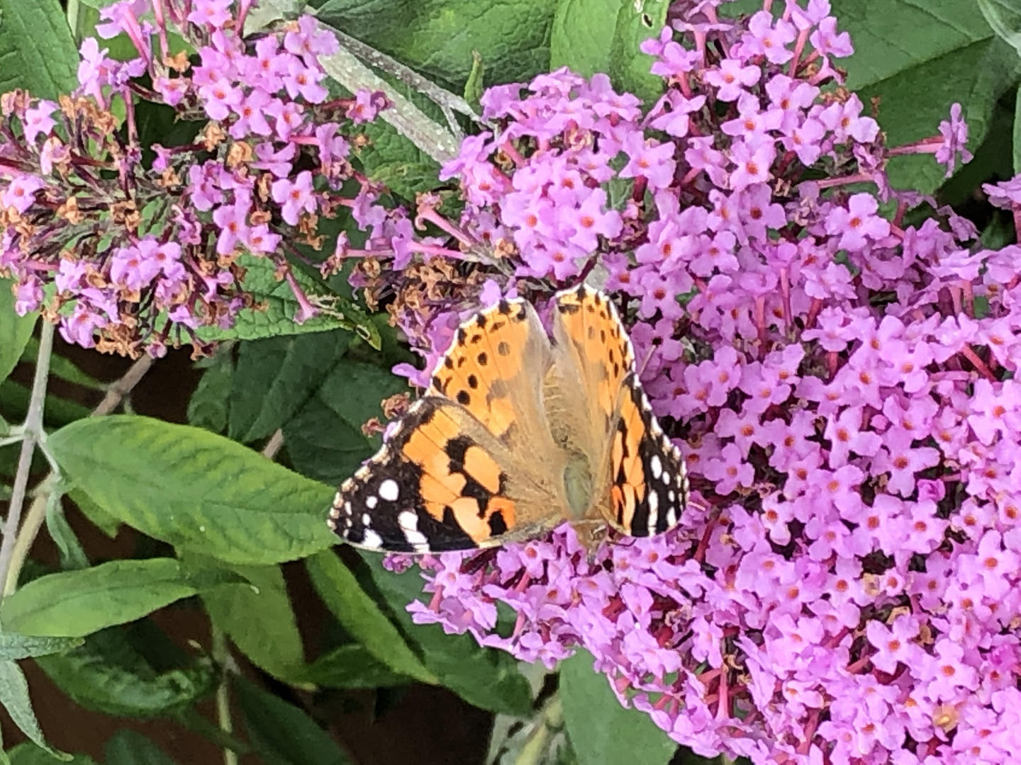 Schmetterling 