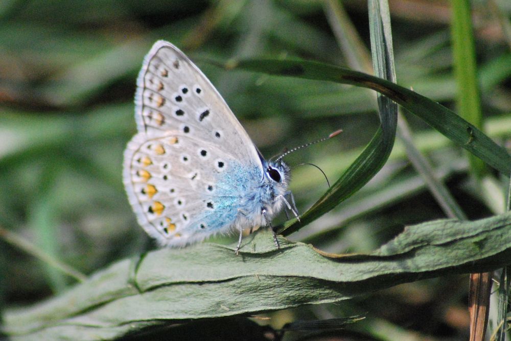 Schmetterling