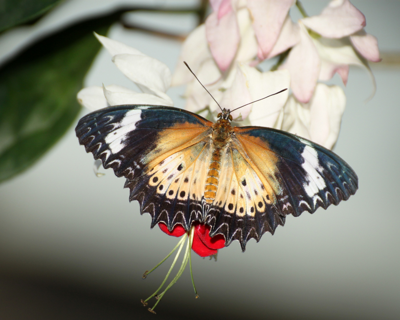 Schmetterling