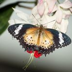 Schmetterling