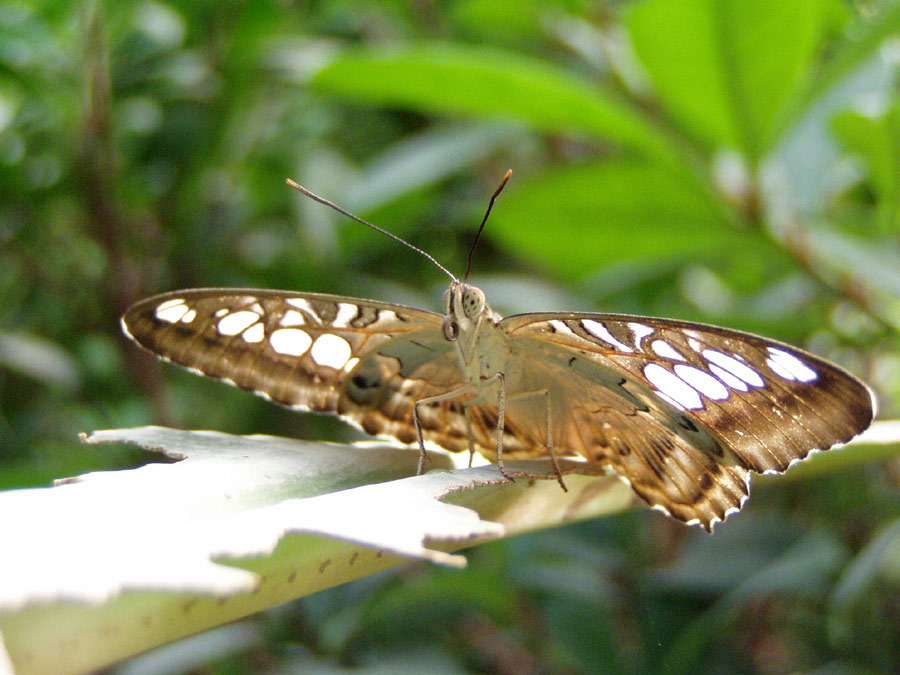 Schmetterling ??