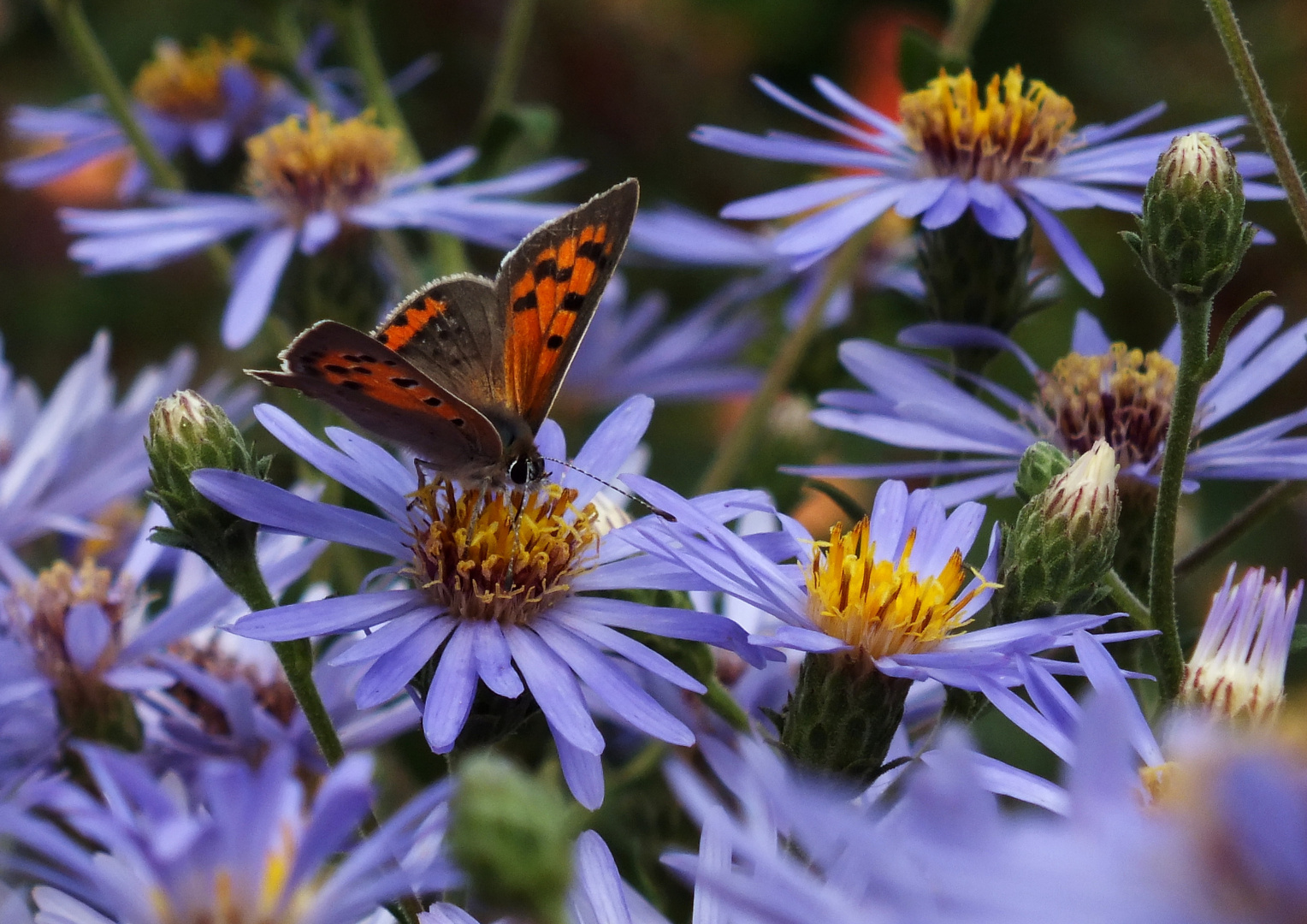 Schmetterling