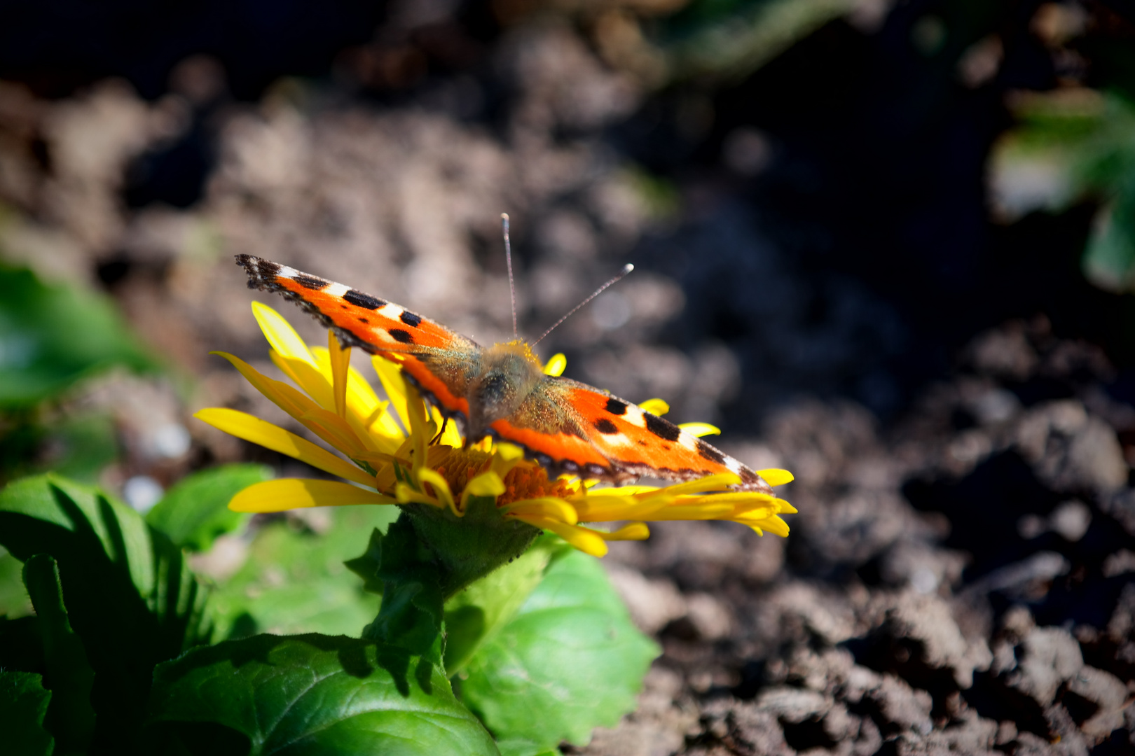 Schmetterling