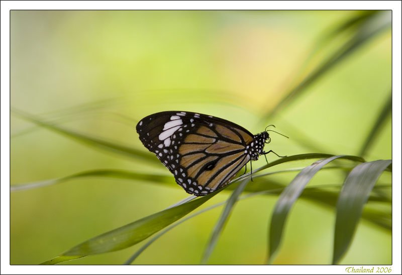 Schmetterling