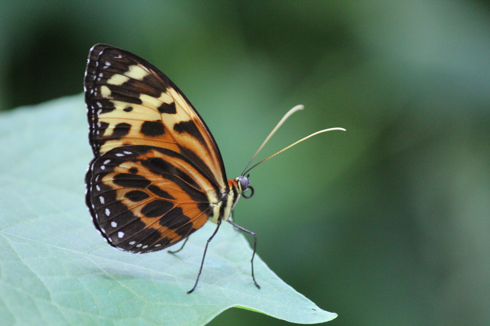 Schmetterling