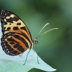 Schmetterling