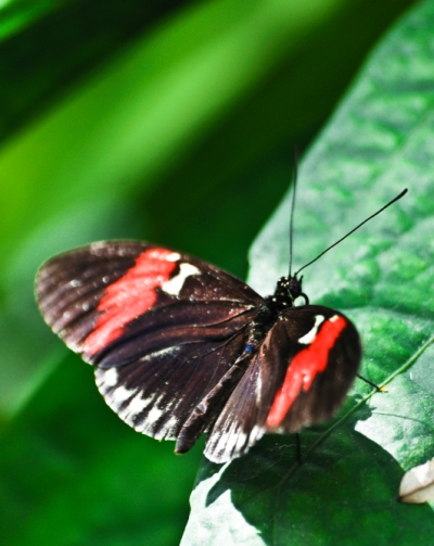 Schmetterling