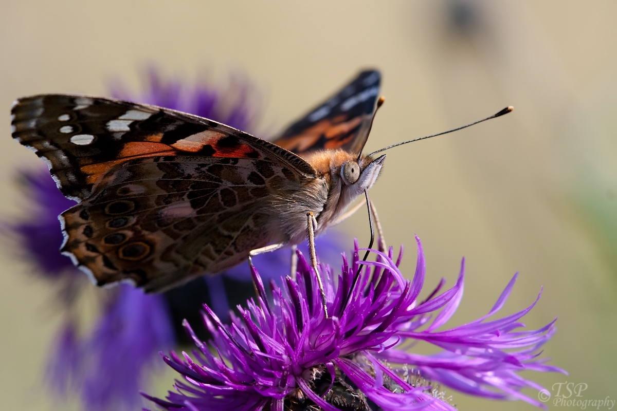 Schmetterling