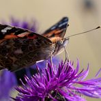 Schmetterling