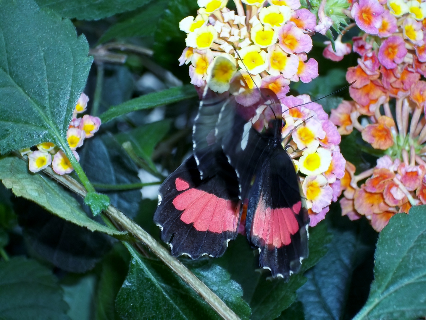 Schmetterling