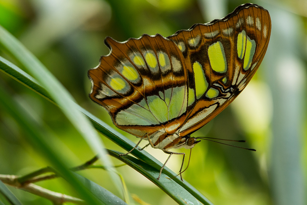 Schmetterling