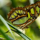 Schmetterling