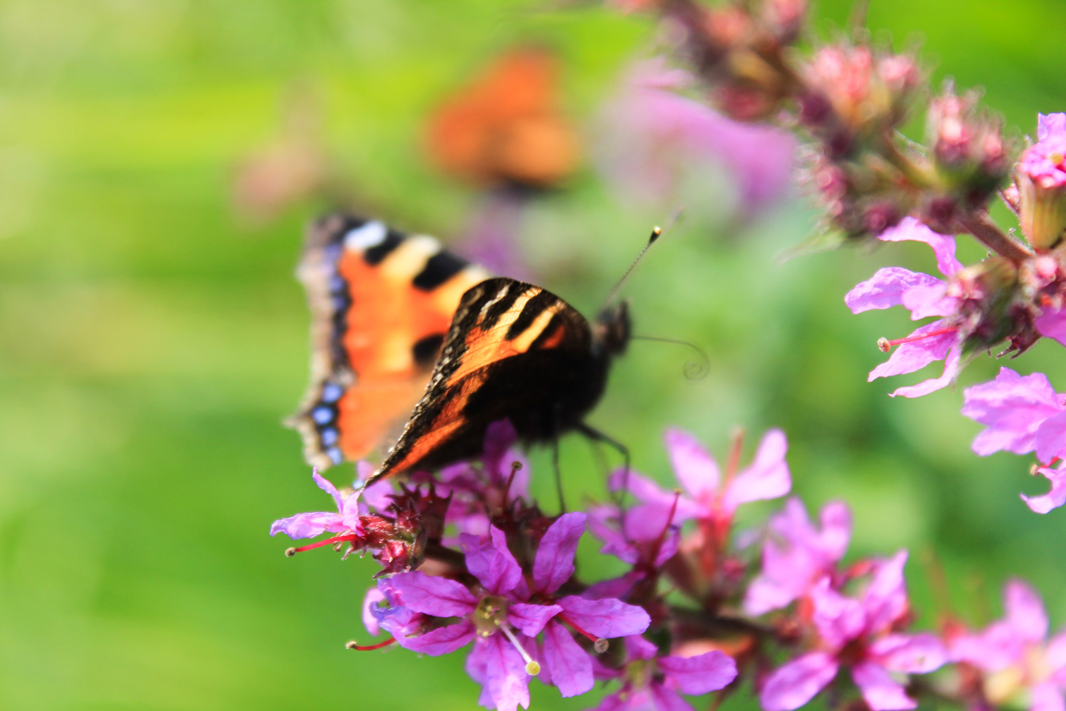 Schmetterling