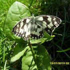 schmetterling