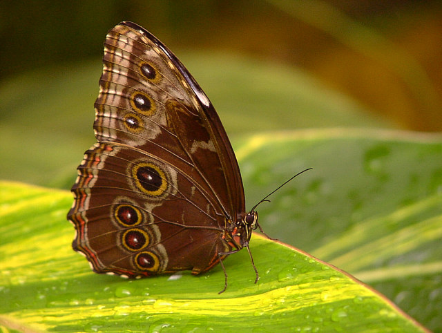 Schmetterling...