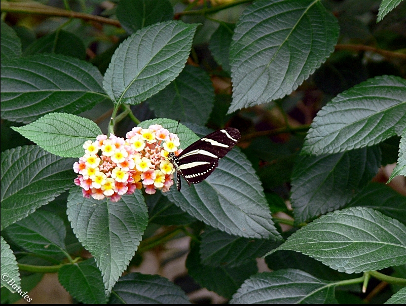 Schmetterling