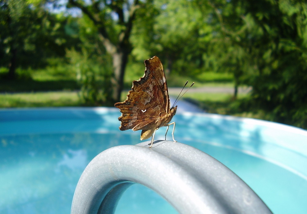 Schmetterling