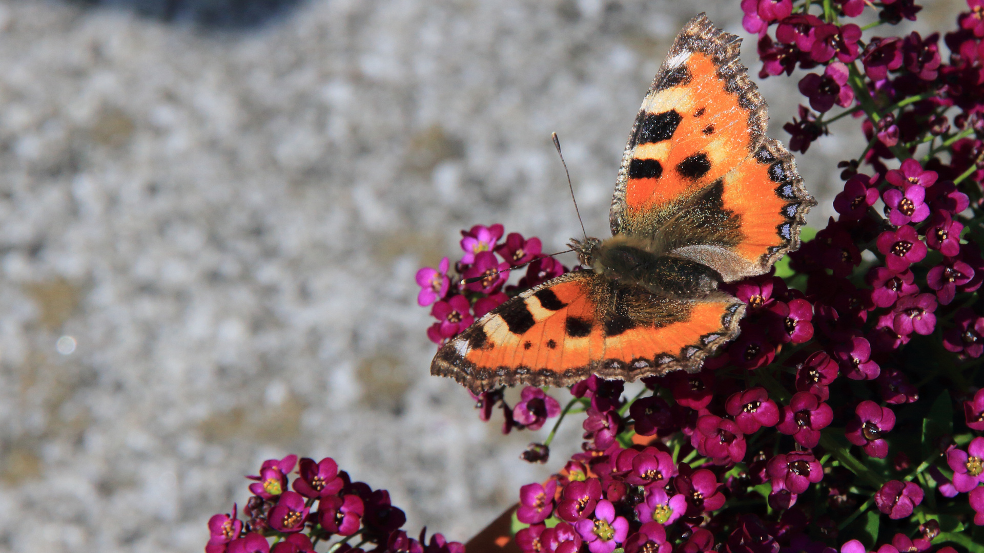 Schmetterling