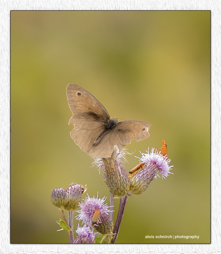 Schmetterling