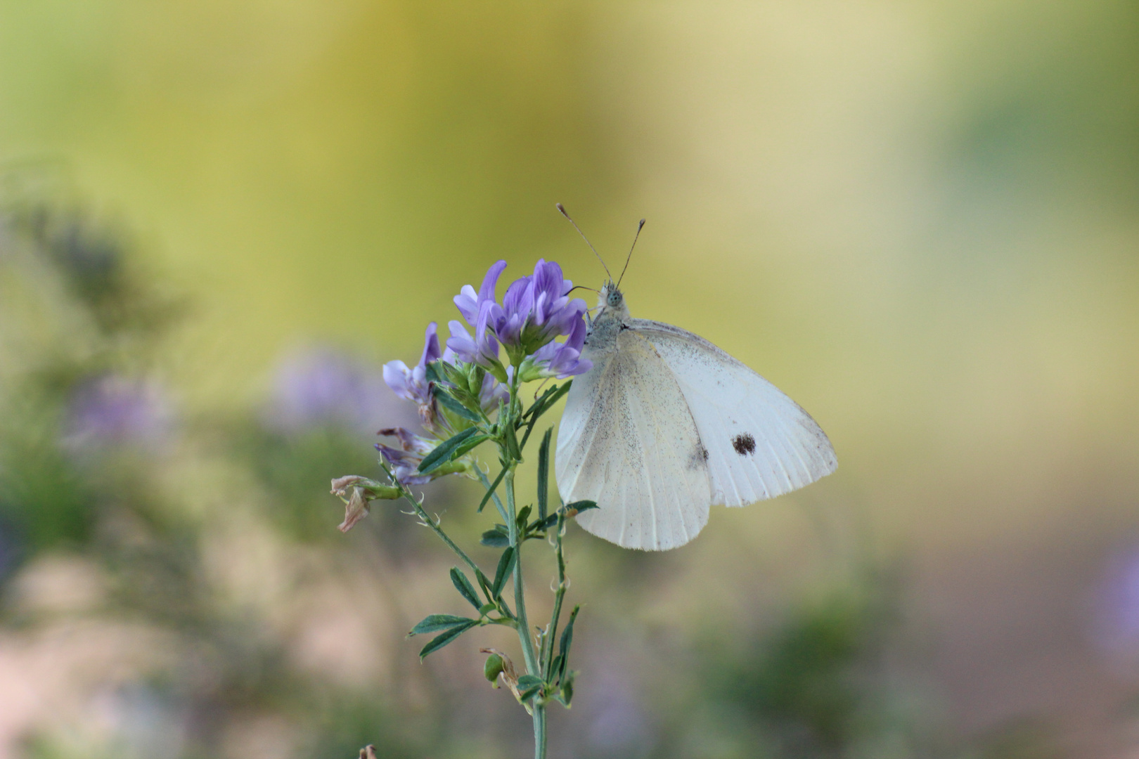 Schmetterling