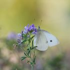 Schmetterling