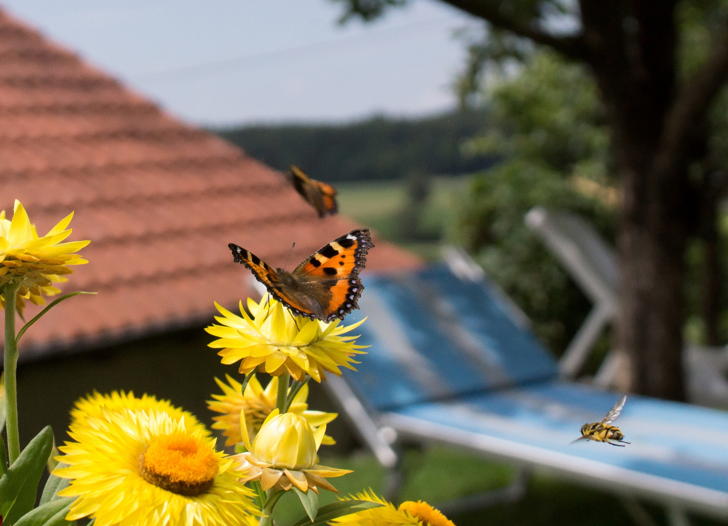 Schmetterling