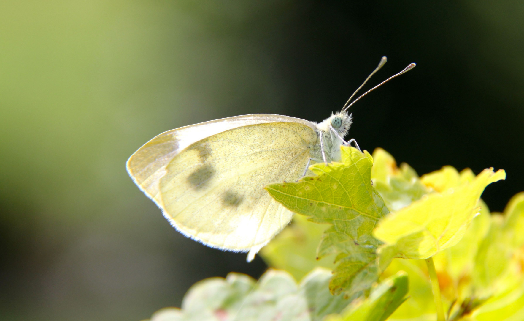 Schmetterling