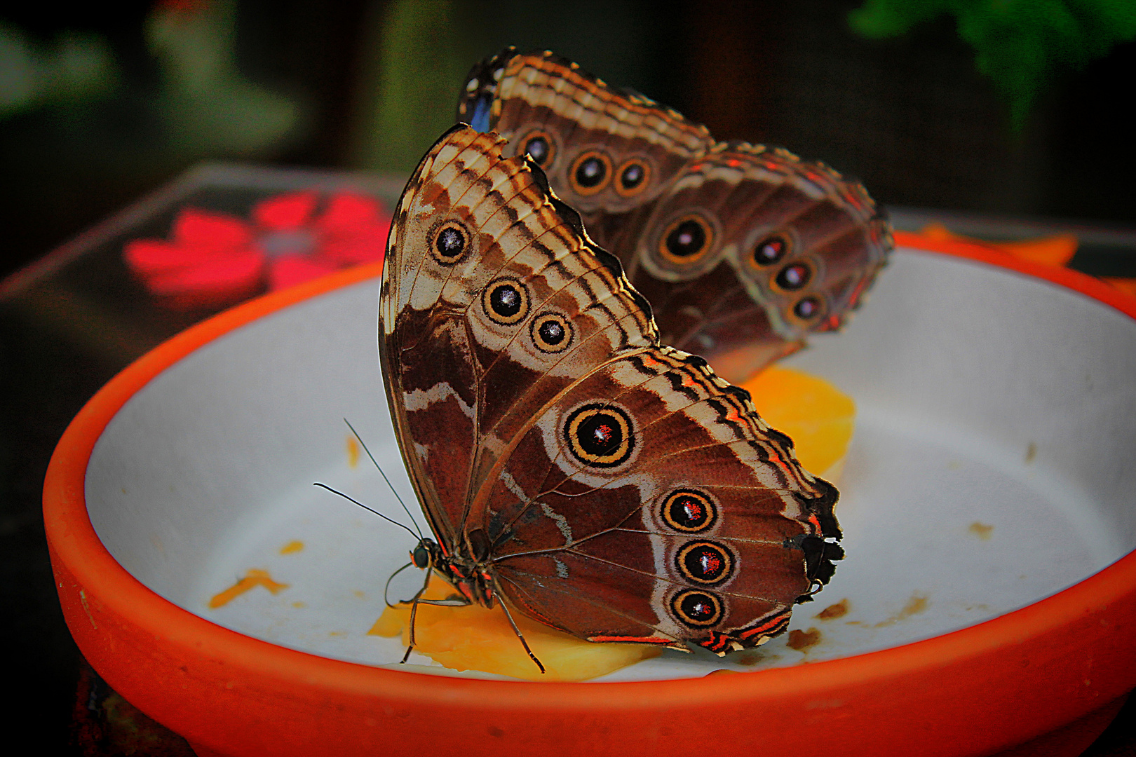 Schmetterling