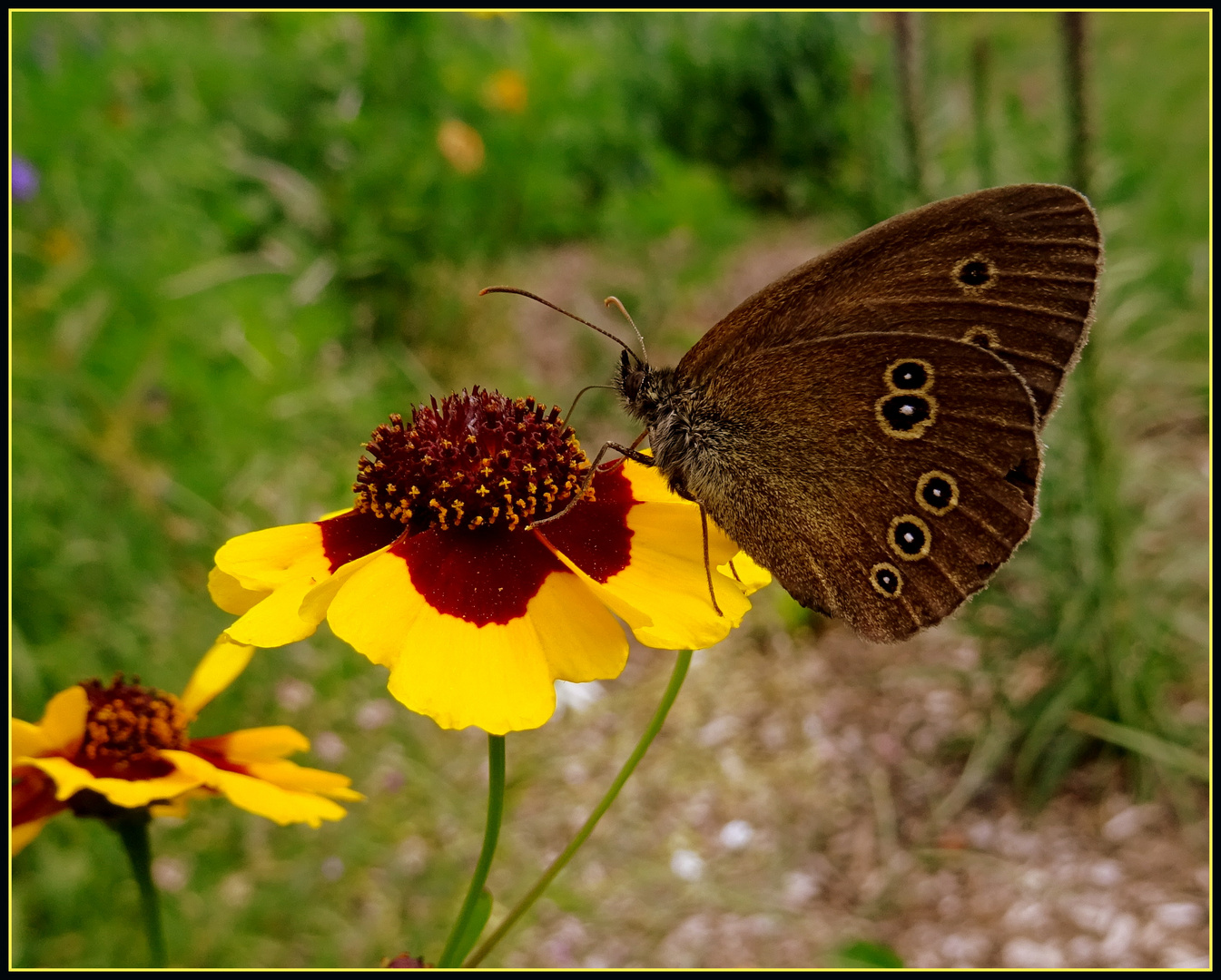 Schmetterling