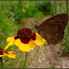 Schmetterling