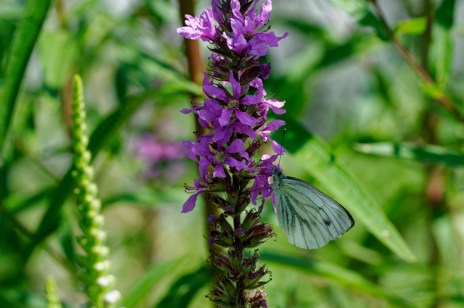 Schmetterling